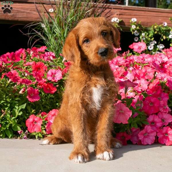 Maeve, Labradoodle Puppy